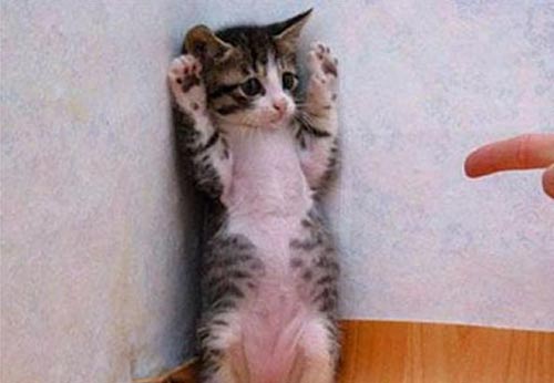 Les «chatons terroristes» envahissent l’Internet belge (photos).