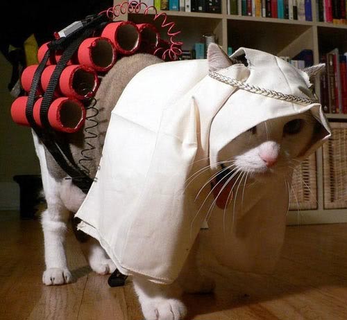 Les «chatons terroristes» envahissent l’Internet belge (photos).