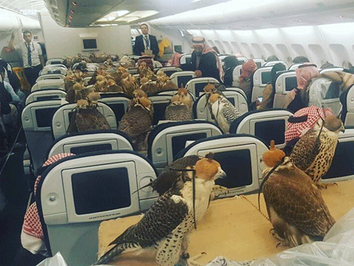 Un Saoudien achète 80 billets d'avion pour ses faucons