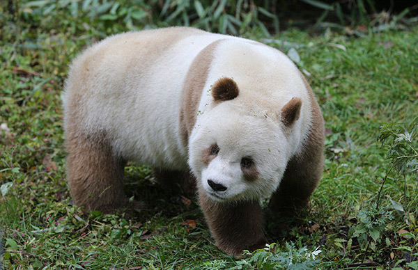 Voici Qizai, l'unique panda géant... marron, au monde.