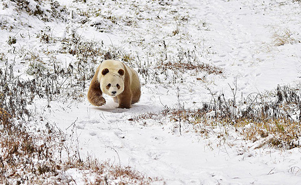 Voici Qizai, l'unique panda géant... marron, au monde.
