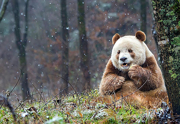 Voici Qizai, l'unique panda géant... marron, au monde.