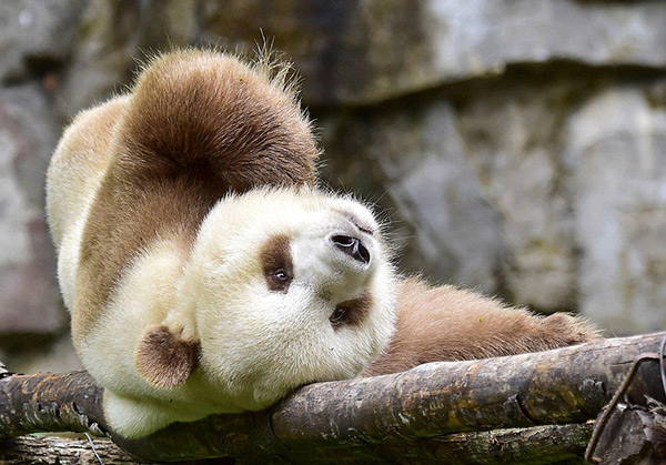 Voici Qizai, l'unique panda géant... marron, au monde.