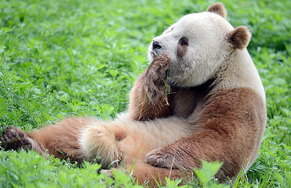 Voici Qizai, l'unique panda géant... marron, au monde.