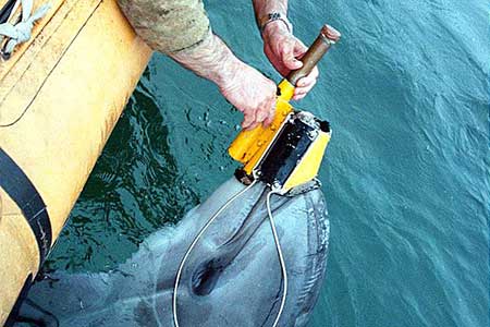 Dauphins soldats US en mer Noire, un projet trop risqué.