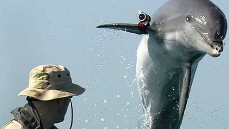 Dauphins soldats US en mer Noire, un projet trop risqué.