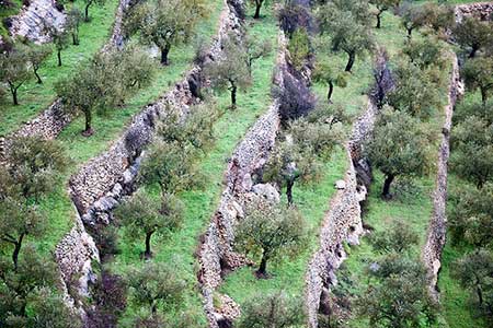 Cisjordanie occupée: un paysage menacé déclaré «patrimoine mondial en péril»
