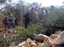 La Finul interdit les habitants du Sud de récolter leurs olives 