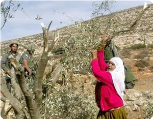 Une grève générale à l’occasion de la Journée de la Terre dans les territoires occupés en 1948
