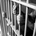 Derrière les lourdes grilles des prisons…