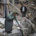 Séisme en Iran : 306 morts et des milliers de blessés