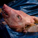 
France: Une demi-tête de porc déposée devant une mosquée
