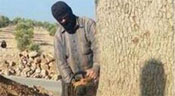 Syrie: Al-Qaïda abat un chêne vieux de 150 ans après avoir pris le tombeau qu’il jouxtait