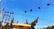 La «démocratie» des «rebelles» en Syrie : des têtes coupées et accrochées sur les fils électriques 