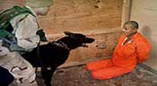 La vérité sur la torture dans la CIA
