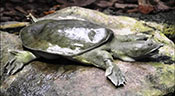 Des tortues chinoises menacent les Etats-Unis