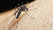Virus Zika: une nouvelle menace pour la santé humaine