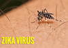 OMS: le virus Zika pourrait s’étendre à l’Europe avec l’été