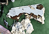 Les deux boîtes noires de l’Airbus d’EgyptAir retrouvées