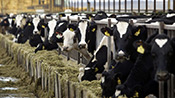 Des vaches néerlandaises déclarées persona non grata en Turquie
