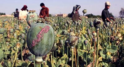 Après le pétrole, l’opium, nouvelle source de financement de «Daech»
