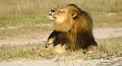 Le lion Simba et l’ours Lula du zoo de Mossoul transférés en Jordanie
