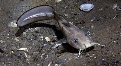 Lorsque le «poisson Nasrallah» occupe les rivages d’«Israël» ... et son esprit