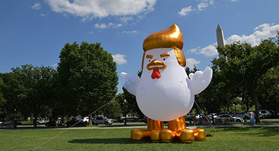 Trump en vacances, un poulet gonflable le remplace à la Maison-Blanche