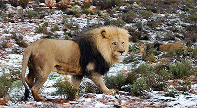 L’Afrique du Sud sous la neige: une première depuis 10 ans
