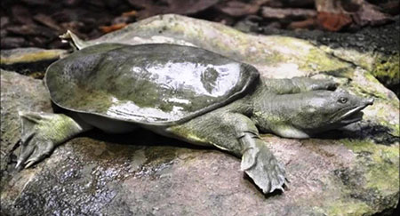 Des tortues chinoises menacent les Etats-Unis.