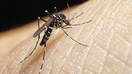 Virus Zika: une nouvelle menace pour la santé humaine