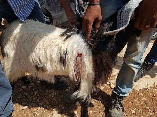 Cisjordanie: des colons attaquent une bergère et poignardent 11 chèvres 