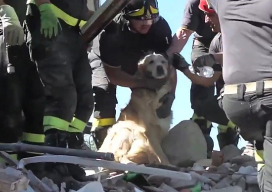 En Italie, émotion suite au sauvetage d’un chien neuf jours après le séisme.