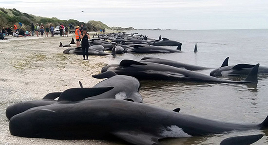 Plus de 400 baleines s'échouent en Nouvelle-Zélande.