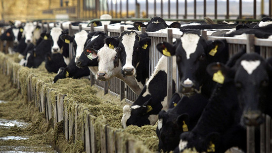 Des vaches néerlandaises déclarées persona non grata en Turquie.