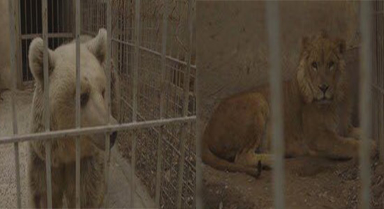 Le lion Simba et l’ours Lula du zoo de Mossoul transférés en Jordanie.