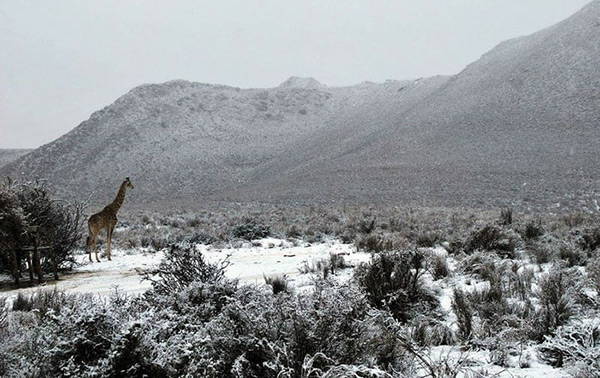 L’Afrique du Sud sous la neige: une première depuis 10 ans