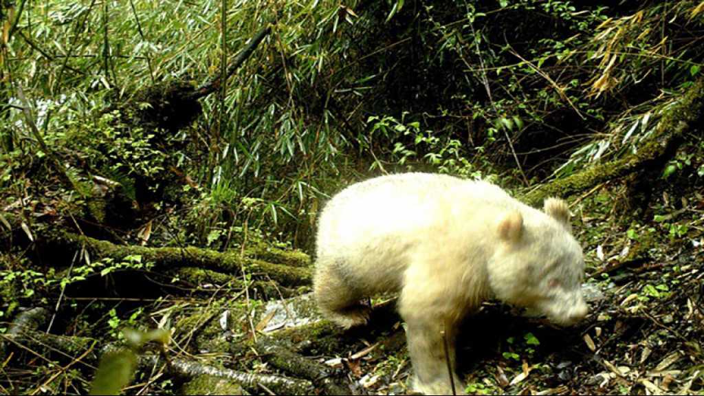 Un panda albinos photographié en Chine