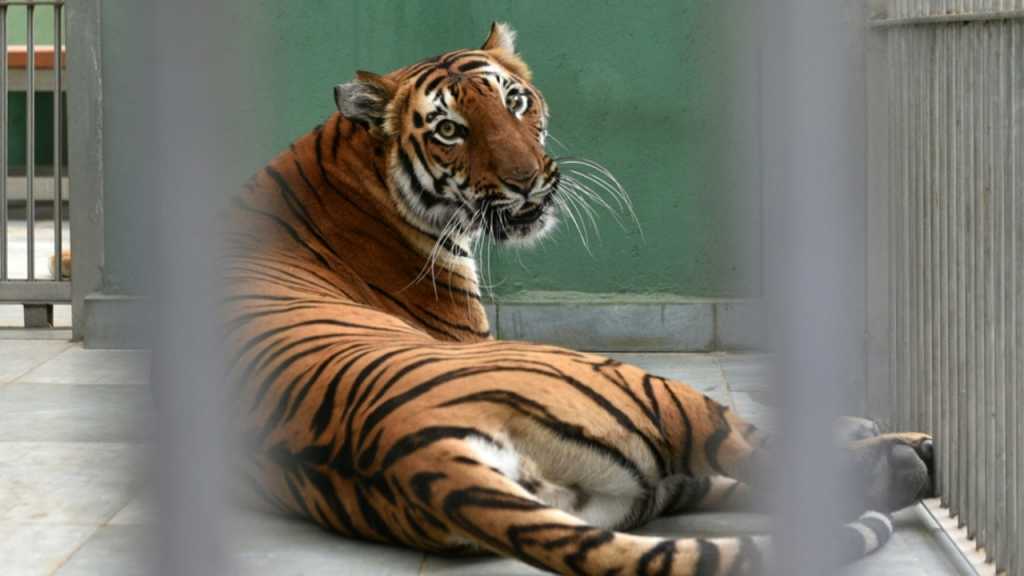 Un tigre d’un zoo de New York testé positif au coronavirus