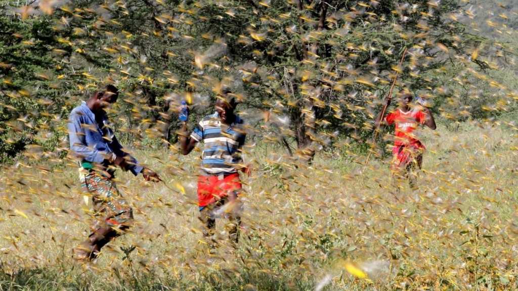En pleine pandémie, des pays d’Afrique de l’Est proies des criquets pèlerins