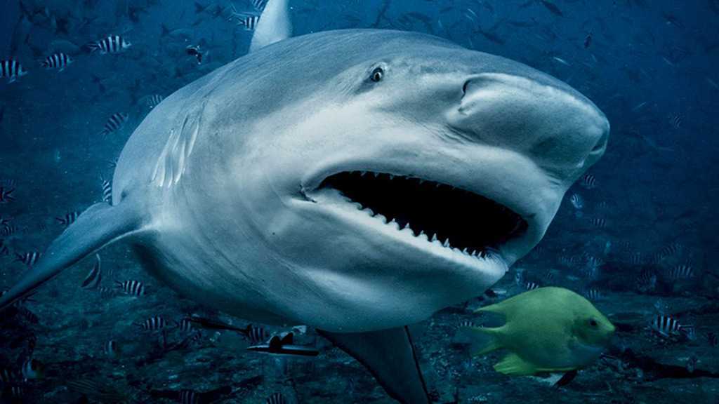 Coronavirus: 500 000 requins pourraient être tués pour produire un vaccin