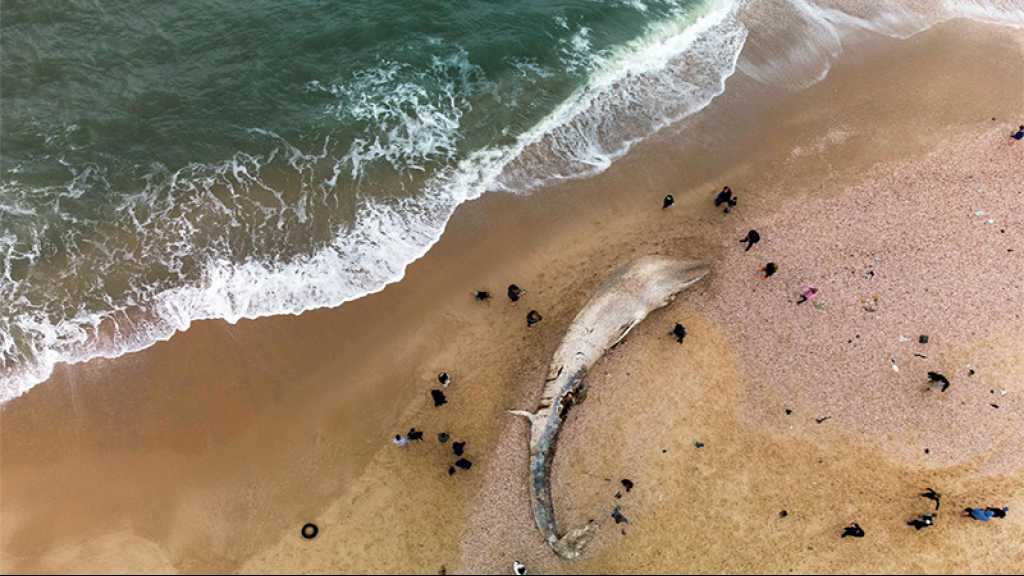 Le «tribunal de Haifa» a interdit de diffuser les résultats de l’enquête sur la marée noire touchant Gaza et le Liban