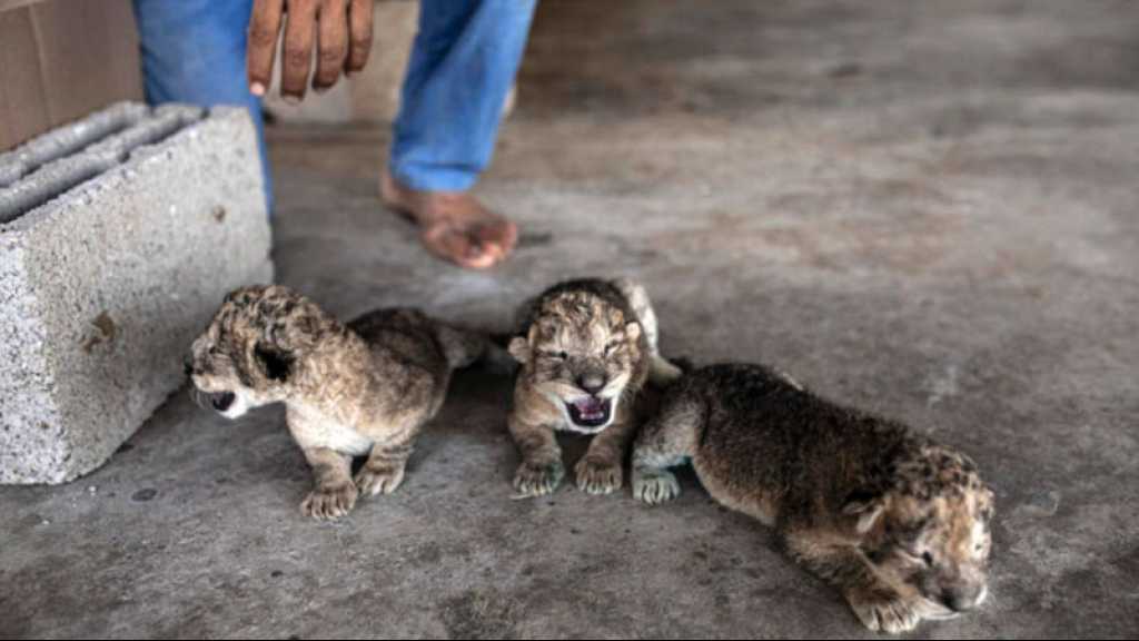 Gaza: naissance de trois lionceaux quelques jours après le cessez-le-feu