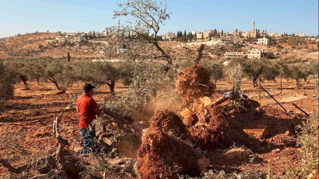 Cisjordanie occupée: Des centaines d’oliviers palestiniens déracinés par «Israël»