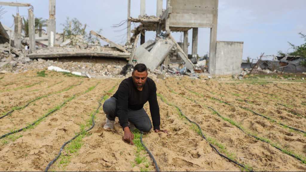 Gaza: Seulement 3% des terres agricoles intactes et accessibles, alerte l’ONU